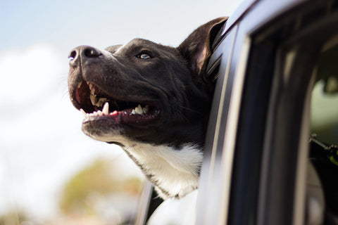 Chien en voiture