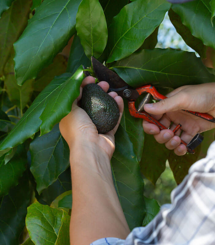 Mann erntet Avocados vom Baum Blog Beitrag Avocado vom antiken Nahrungsmittel zum globalen Superfood Genussio