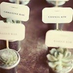 Succulent Placecards