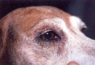 Dog Sore Eye