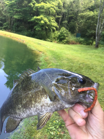 smallmouth bass caught with Stubby Steve's fishing worm