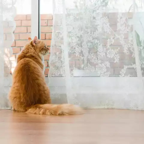Le Mystère des Portes Fermées: Pourquoi Votre Chat