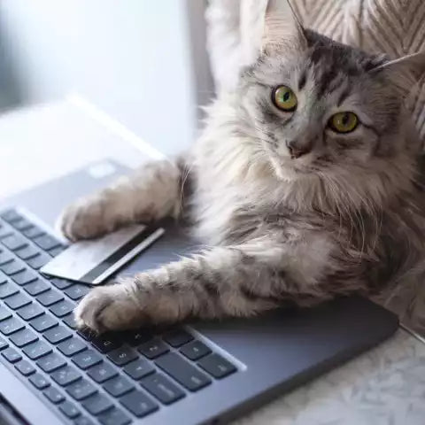 Le Mystère des Portes Fermées: Pourquoi Votre Chat