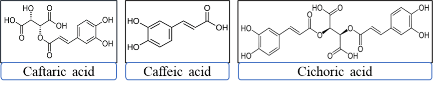 Echinacea chemical compounds