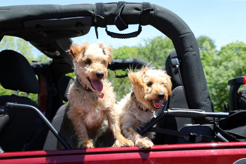 Dogs in the Jeep