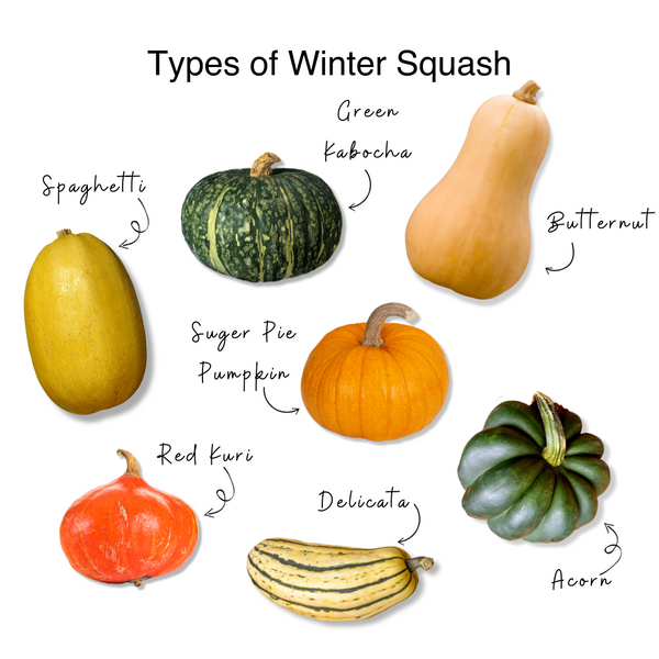 Different Squash Varieties