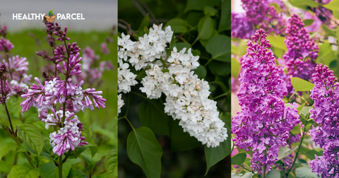 Common Lilac