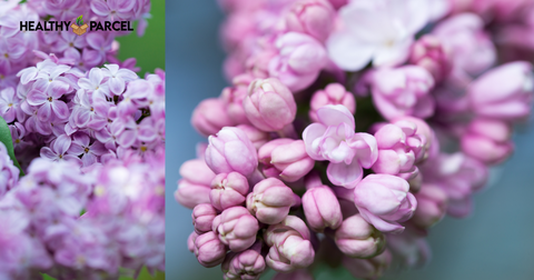 Persian Lilac