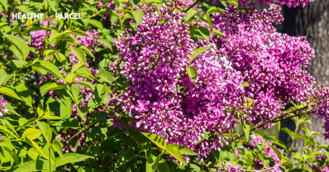 Varieties of Edible Lilacs