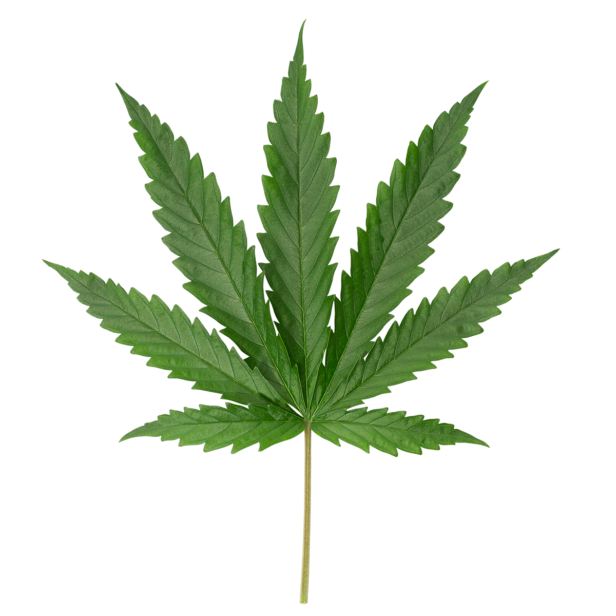 Small_Pot_4inw