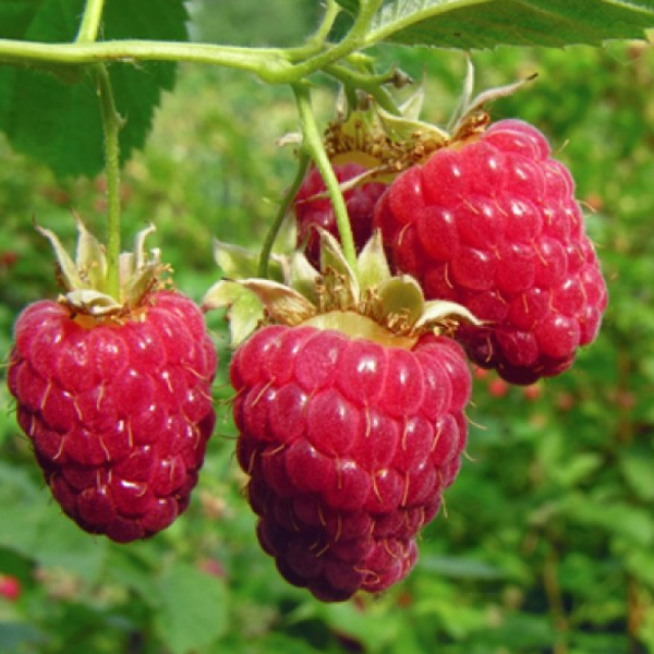 Everbearing Raspberry Organic Natural Seeds - American Seed Store product image