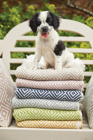Dog on a pile of rugs