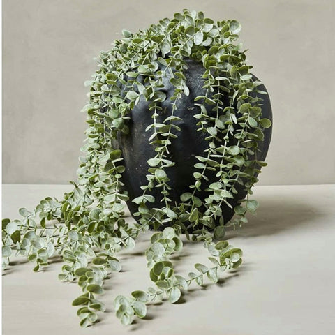 Trailing eucalyptus by Abigail Ahern in pot