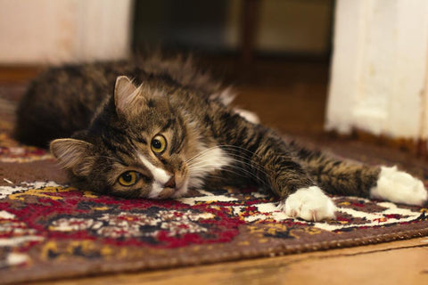 Chat sur tapis