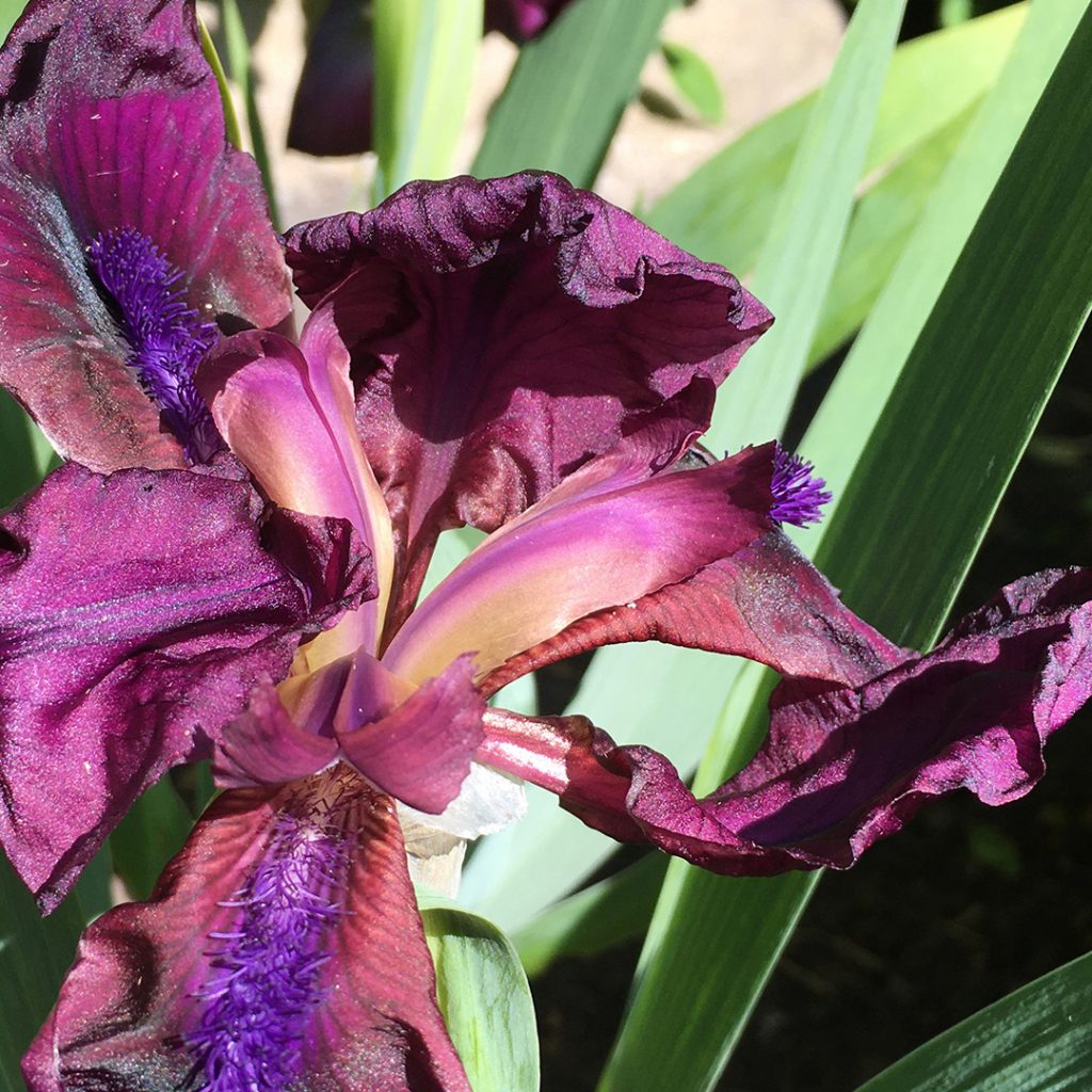 Dwarf bearded Iris flower