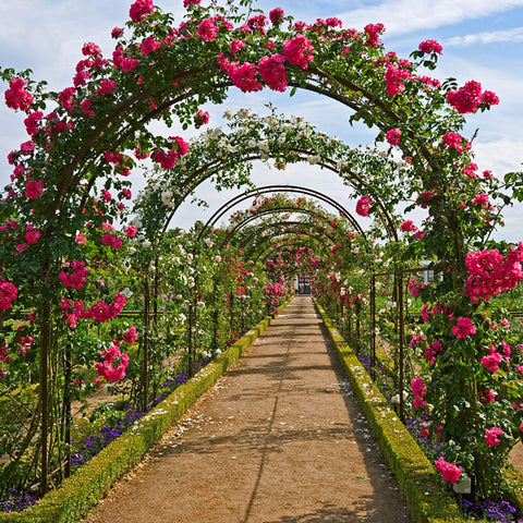 GARDEN ROSE ARCH TRELLIS CLIMBING PLANTS ROSES – Gilligan sales