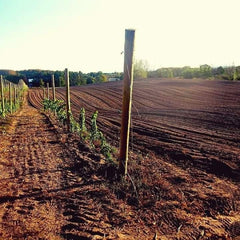 Poles supporting young grape vines next to rows of tilled soil under the sunset.