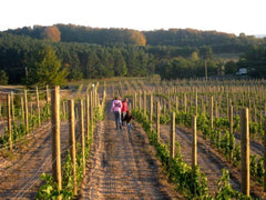 Three people walking between the grape vines being supported by poles.