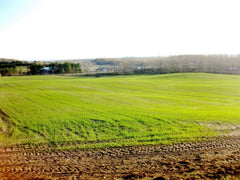 A lush and green field of growing wine crops.