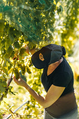 McKenzie, the co-owner of Rove Estate, inspecting a budding grape bunch.