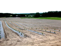 Rows of small green seedlings planted in soil.