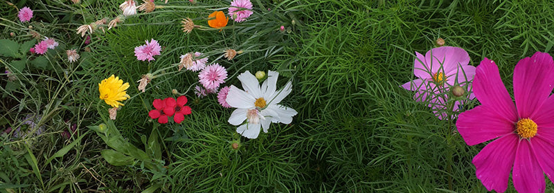 colorful flowers in green grass