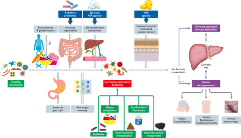Potential therapeutic targets in the gut-liver axis in cirrhosis