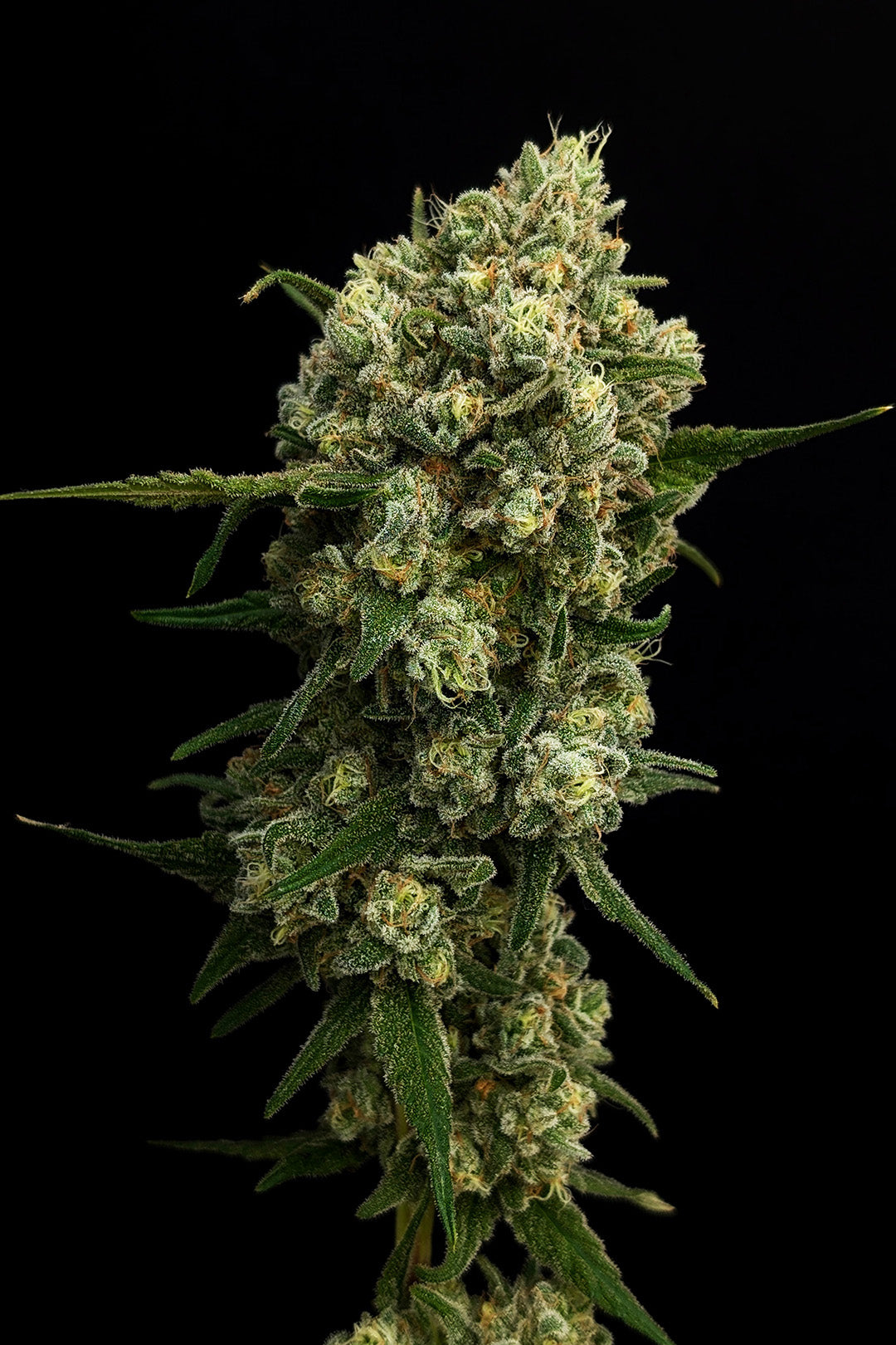 Funk Bomb