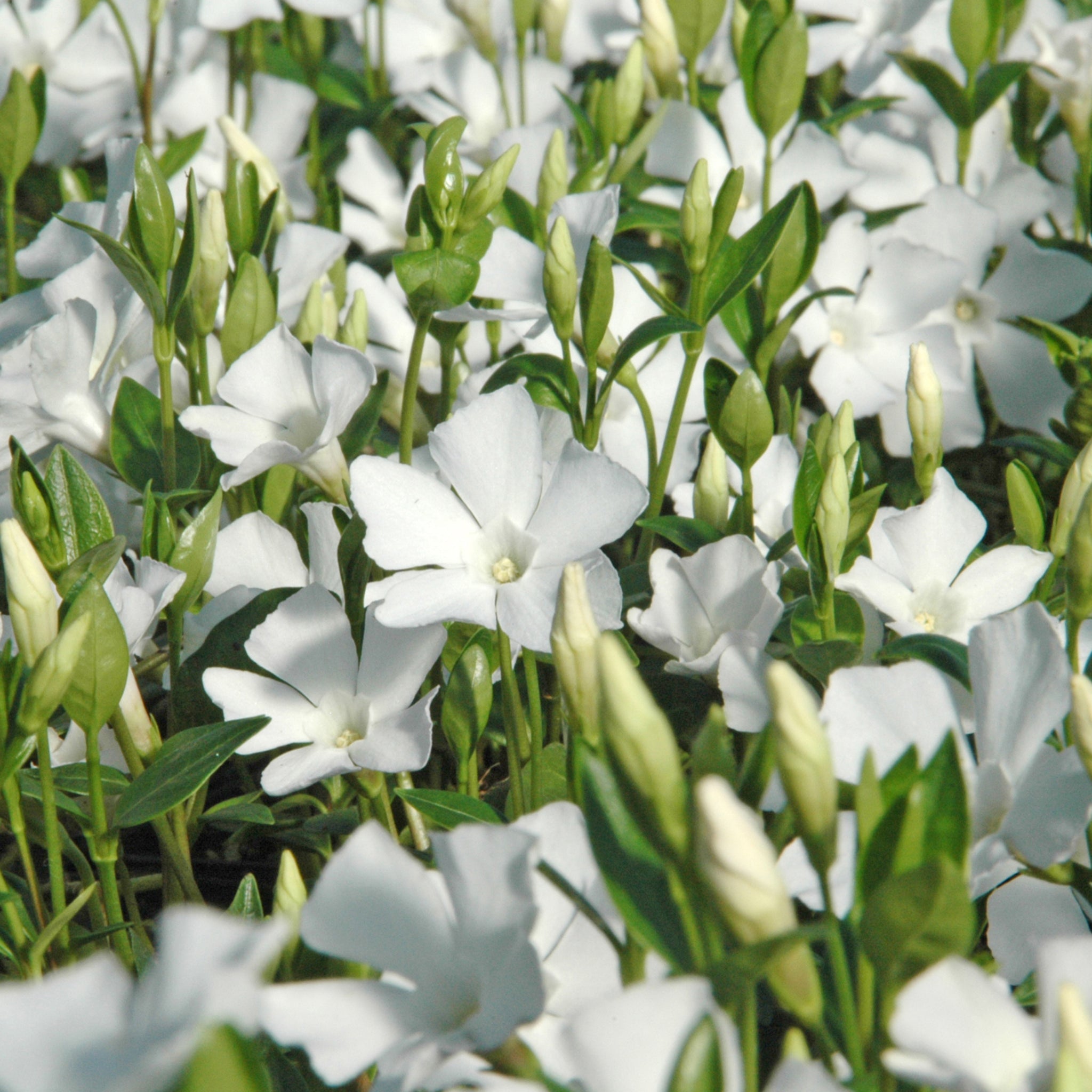 Vinca minor Alba 