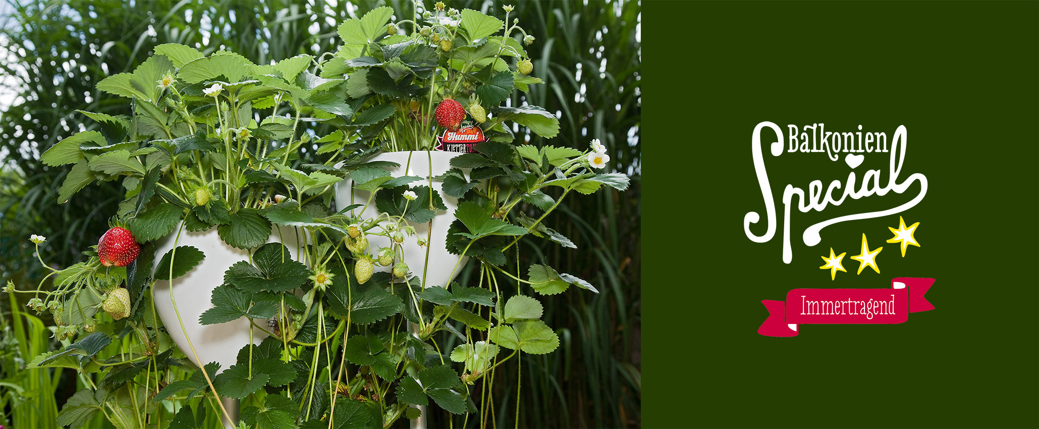 Hummi Erdbeeren Balkonien Specials