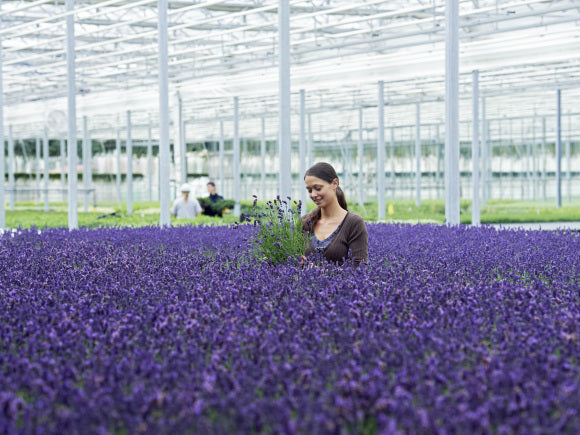 Englischer Lavendel Produktion