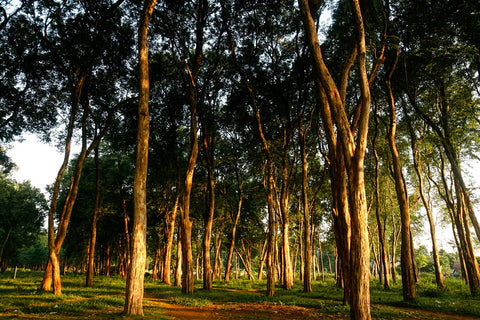 teak plantation pics