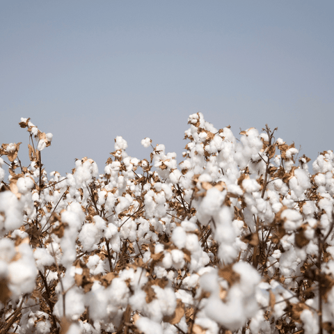 Coton biologique définition et avantage