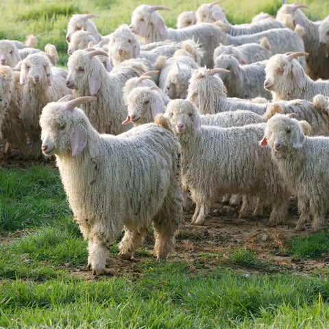 Chèvre angora laine mohair