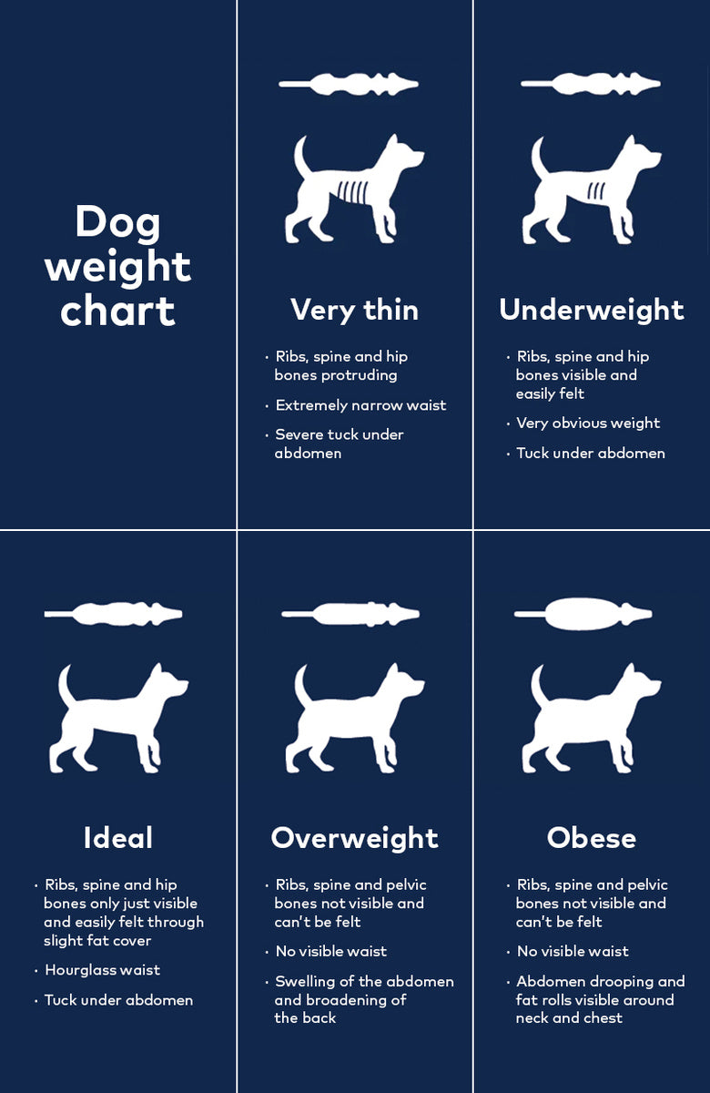 https://cdn.shopify.com/s/files/1/0727/9850/3211/files/Blog---Dog-Weight-Chart.jpg?v=1700510019