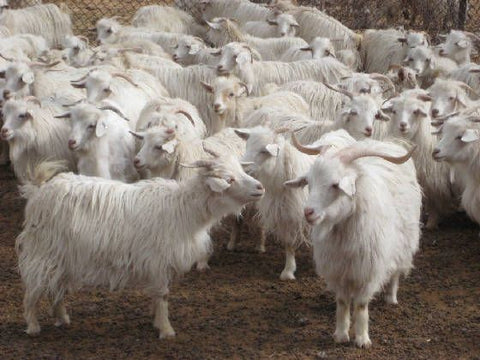 Changra Pashmina Goats in Nepal