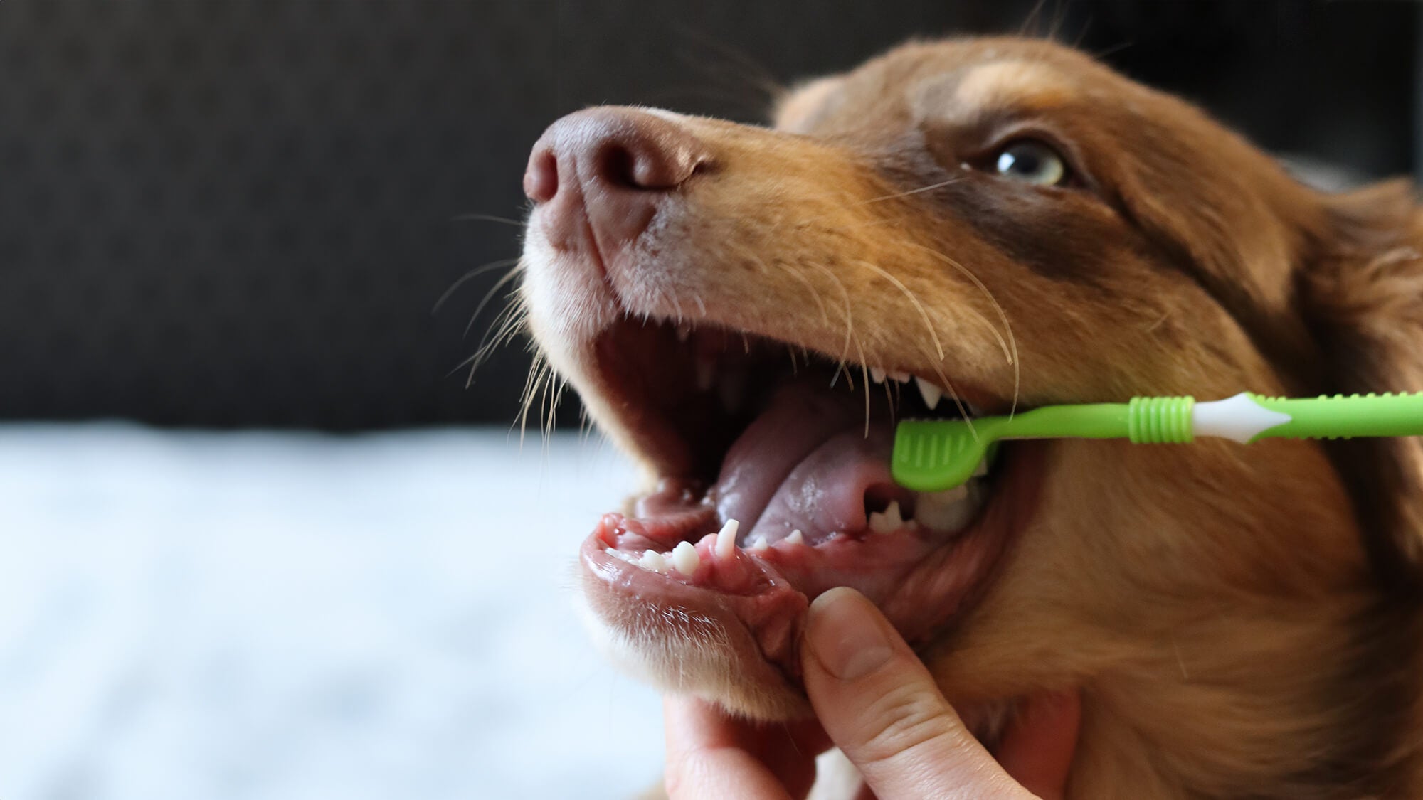 Hund bekommt die Zähne mit der Canosept Zahnbürste geputzt