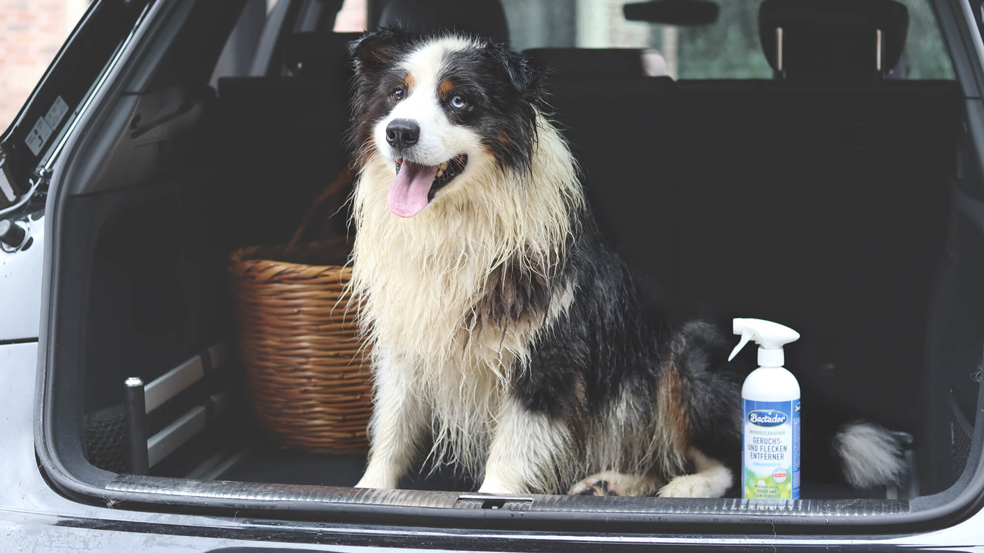 Hundegeruch entfernen im Auto mit Bactador