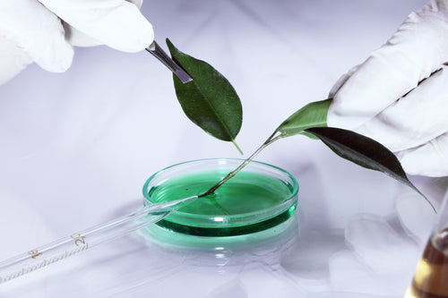 science-experiment-with-plant.jpg__PID:b4ae9757-897a-42f0-8d47-fb6f0518e784