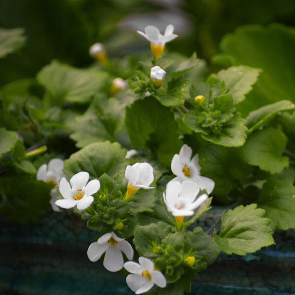 bacopa