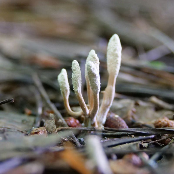 cordyceps