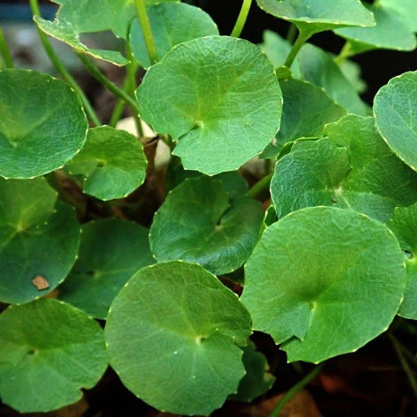 gotu kola