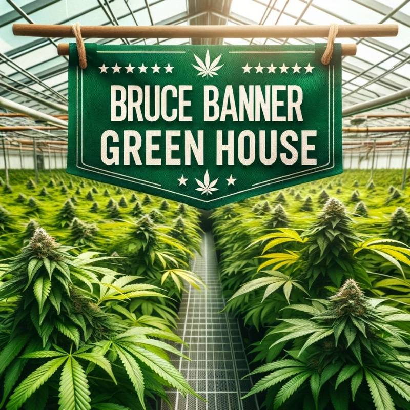 serre green house bruce banner production française