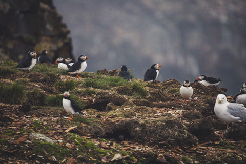 Les macareux de Terre-Neuve - les oiseaux au bec coloré - aiment vivre dans l'Arctique