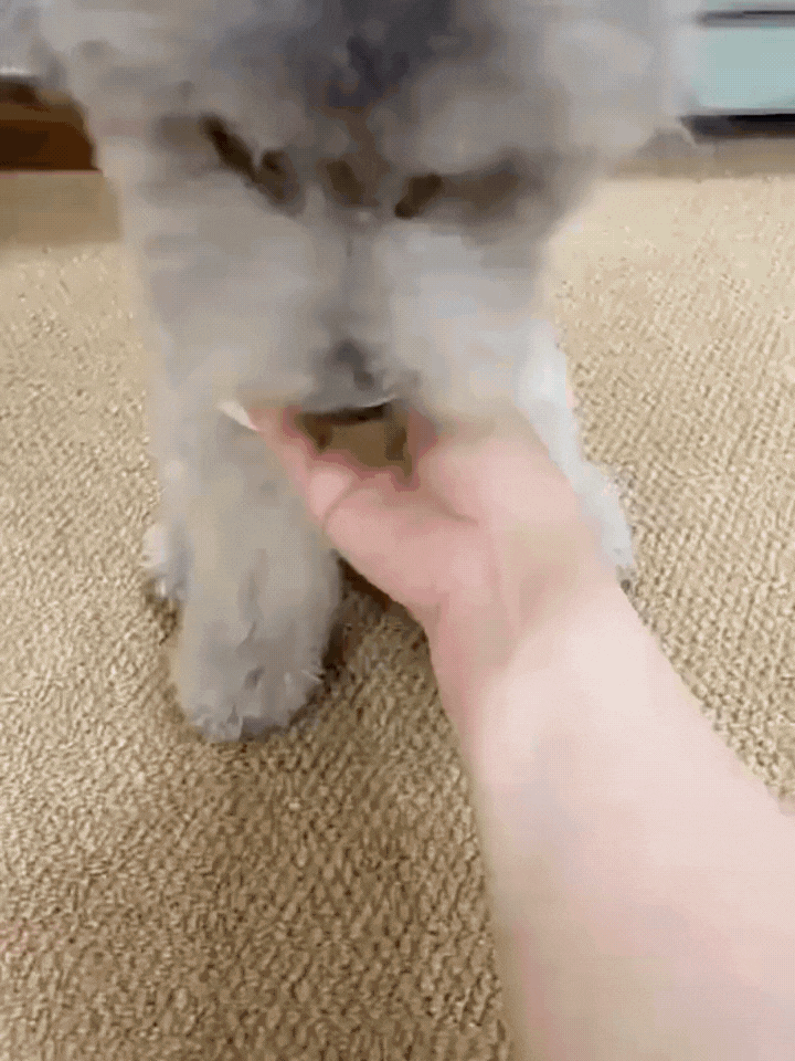 Cepillo de Vapor 3 en 1 para perros y gatos + Pelota Interactiva