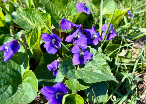 Wild Violets in Spring