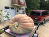 Giant Pumpkin grow with WOW Wonder Brew Compost Tea
