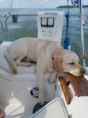 dog sleeping on boat