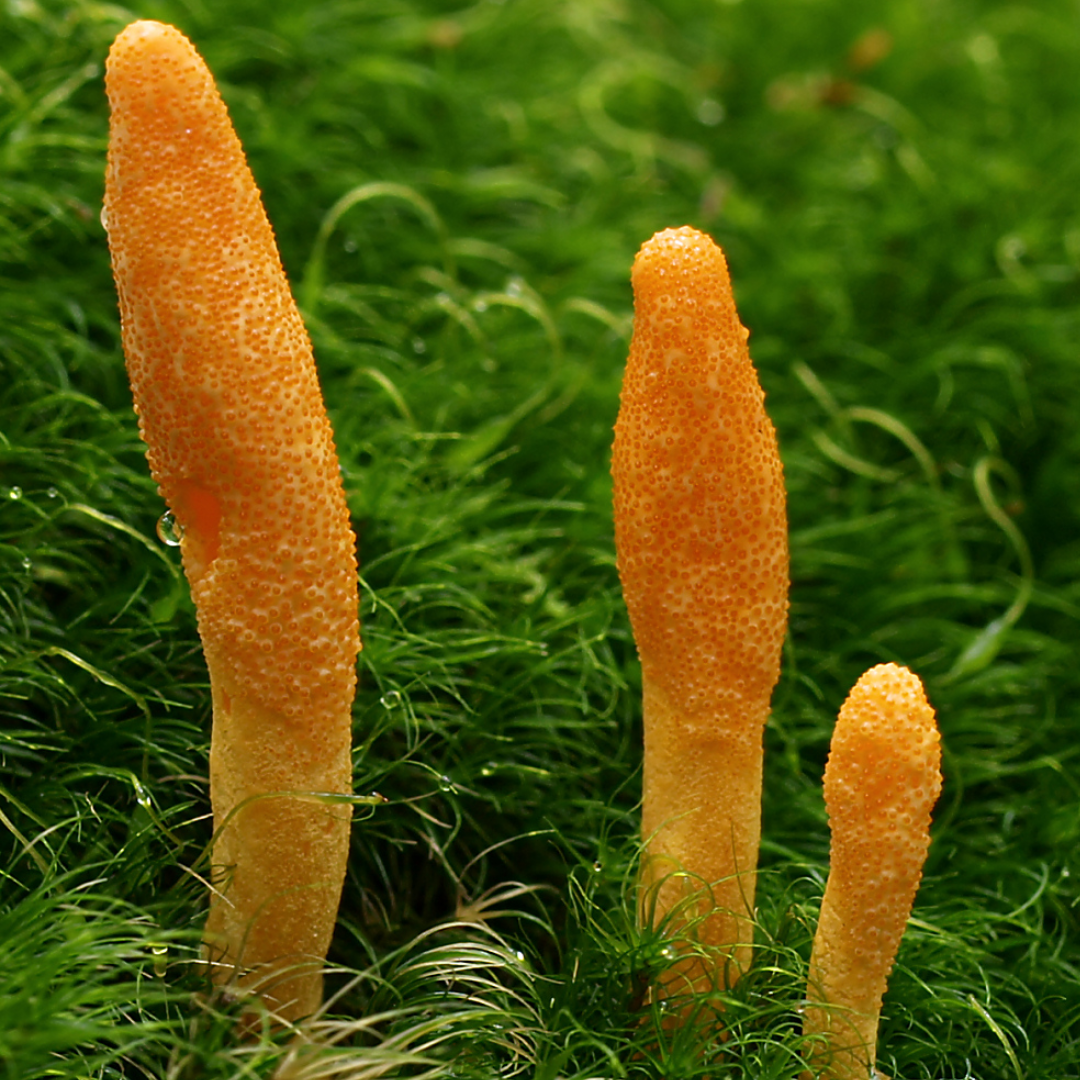 cordyceps fungus growth