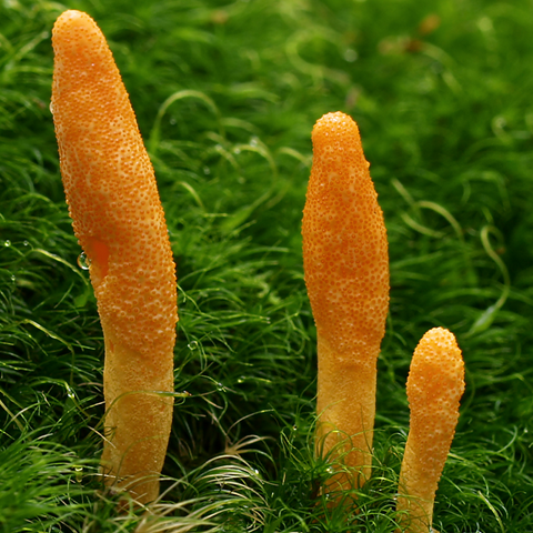 wild cordyceps growing